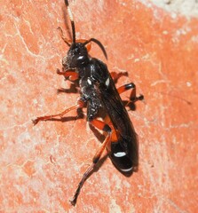 Ichneumon promissorius