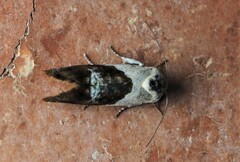 Hypertropha chlaenota