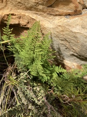 Cheilanthes hirta