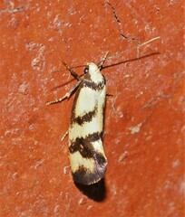 Olbonoma triptycha