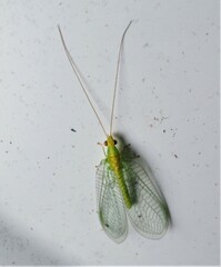 Apertochrysa edwardsi