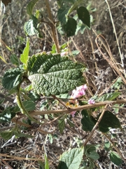 Lantana × strigocamara