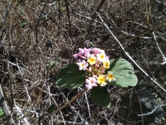 Lantana × strigocamara