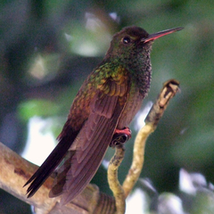 Chalybura urochrysia