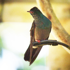 Chalybura urochrysia