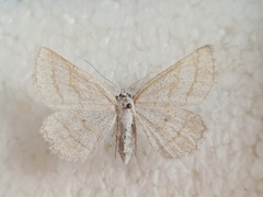 Perconia strigillaria