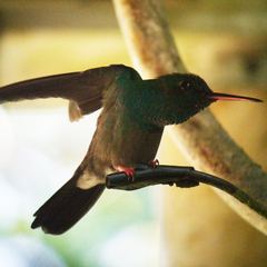 Chalybura urochrysia