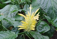 Schaueria calytricha