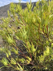 Leucadendron salignum