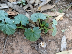 Austrobryonia micrantha