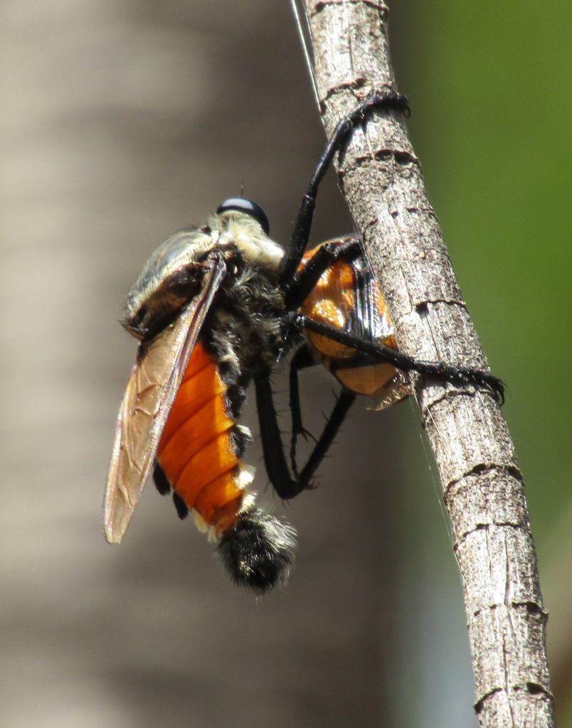 Giant Yellow Robber Fly