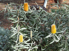 Banksia ashbyi