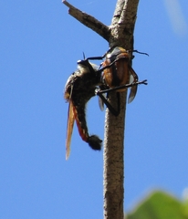 Blepharotes coriarius