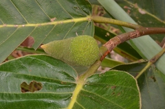 Artocarpus