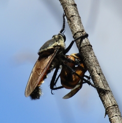 Blepharotes coriarius