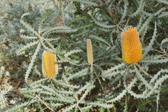 Banksia ashbyi