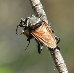 Blepharotes coriarius