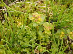 Wright's golden saxifrage (Chrysosplenium wrightii)