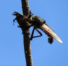 Blepharotes coriarius