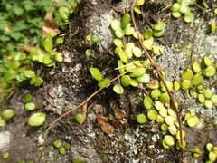 Lemmaphyllum microphyllum