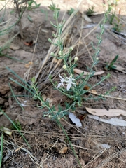 Teucrium racemosum