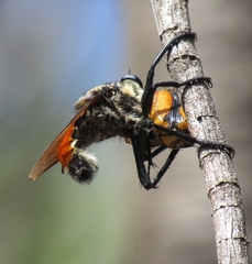 Blepharotes coriarius