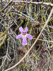 Jamesbrittenia calciphila