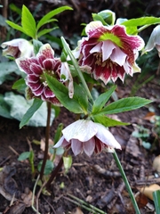 Helleborus