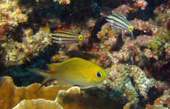 Chromis ternatensis