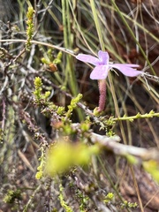 Jamesbrittenia calciphila