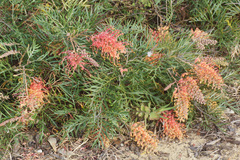 Grevillea bipinnatifida
