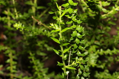Epacris pulchella