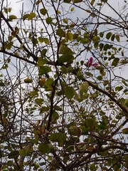Bauhinia variegata