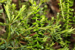 Epacris pulchella