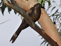 Anthochaera carunculata