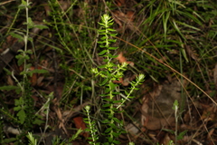 Epacris pulchella
