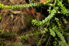 Epacris pulchella