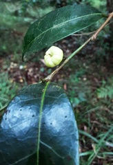 Glochidion ferdinandi