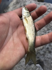 Siphateles bicolor