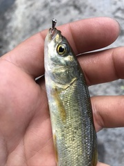 Siphateles bicolor