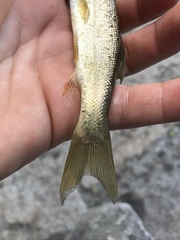 Siphateles bicolor