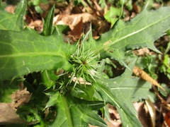Cirsium japonicum