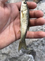 Siphateles bicolor