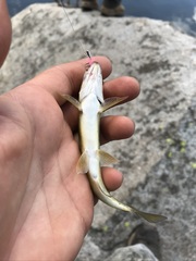 Siphateles bicolor