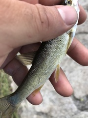 Siphateles bicolor