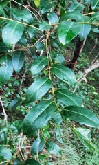 Glochidion ferdinandi