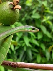 Philothamnus hoplogaster