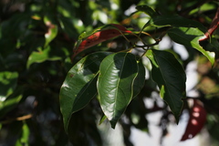 Neolitsea sericea