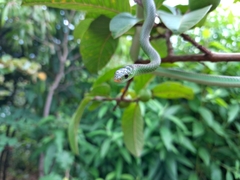 Philothamnus hoplogaster