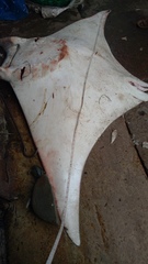 Mobula mobular
